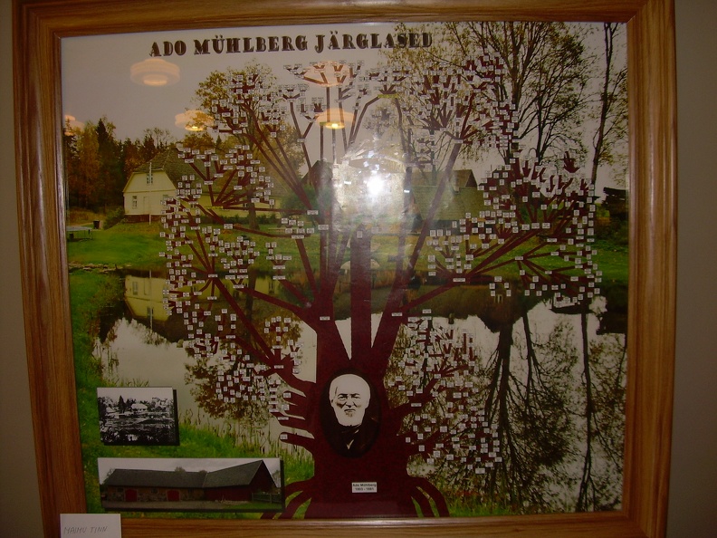 Voru Muhlbergide puu.jpg